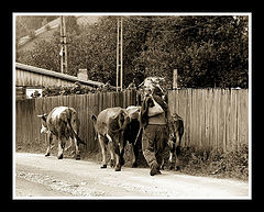 photo "Back to ... home"
