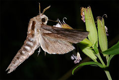 photo "Hawkmoth II"