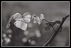фото "My Broken Heart"