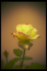photo "just another rose"
