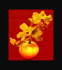 photo "Gold of the autumn"