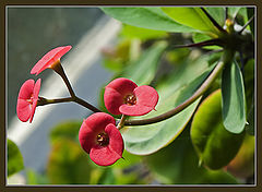 photo "Beauty on a window sill"