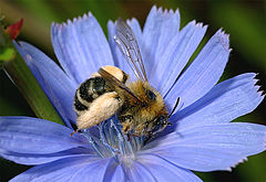 photo "A bee collects pollen"