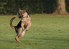 photo "pirouette   (dansing dog)"