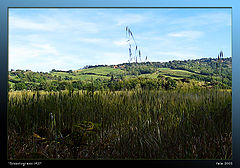 фото "Not only the corn"