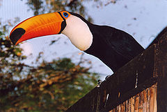 photo "Tucano"
