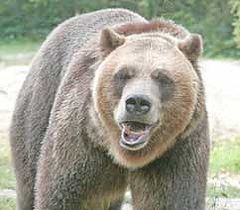 photo "giant grizzly"