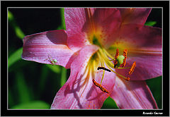 photo "***"