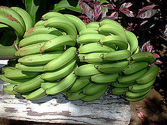 photo "Bananas"