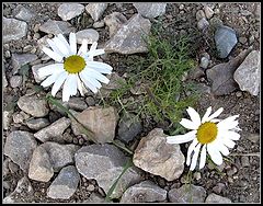 photo "And on stones camomiles grow"