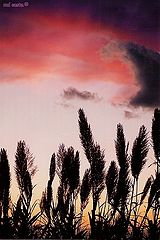 фото "Waiting for the sunset..."