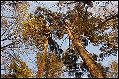 фото "*"