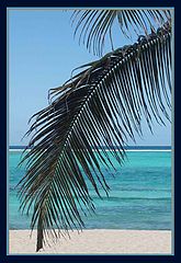 photo "Through the Palm"