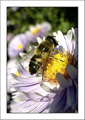 photo "Hunting for wild bees"