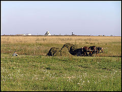 photo "In the field"