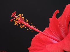 фото "RedMac"