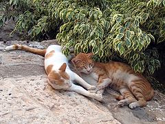 photo "Jaffa's cats"