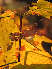 photo "Golden treasure."
