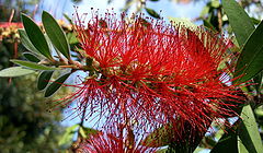 photo "Red, green & blue"