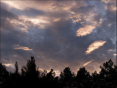 photo "Evening Song"
