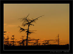 photo "A Wood Deer"