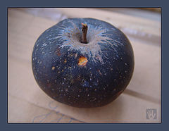 photo "Malevich's apple"