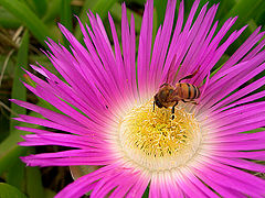 фото "Nectar"