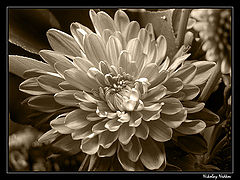 photo "Untitled photo"
