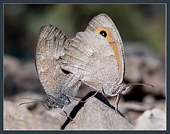 photo "Stone butterflies"