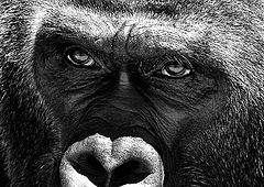 photo "The Eyes"