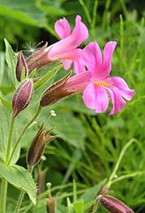 photo "Monkey Flower"