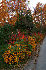 photo "***"