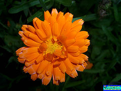 photo "Flower_4"