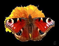 photo "A Patient Model"