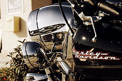 фото "Harley"