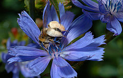 photo "A bee collects pollen II"