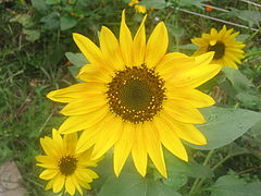 фото "3 Yellow Flowers"