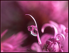 photo "* * *"