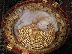 photo "cat's child"