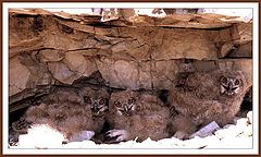 photo "Eagle owl nestlings"