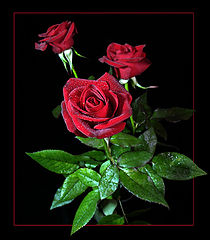 фото "розы"