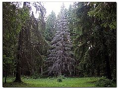 photo "Old gray-haired fur-tree"