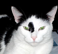 photo "Frimousse"