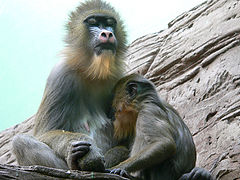 photo "Family efforts"