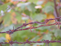 photo "Fall"