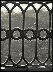 photo "Lattices"