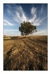 photo "Mistique tree"