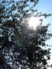 photo "Sun plays with tree"