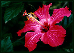 photo "Nature Beauty #3"