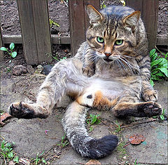 photo "Well you look? You never saw the Cat?"